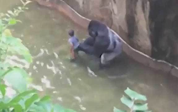 Sacrifican a un gorila para salvar a un nene de 4 años que cayó en su foso