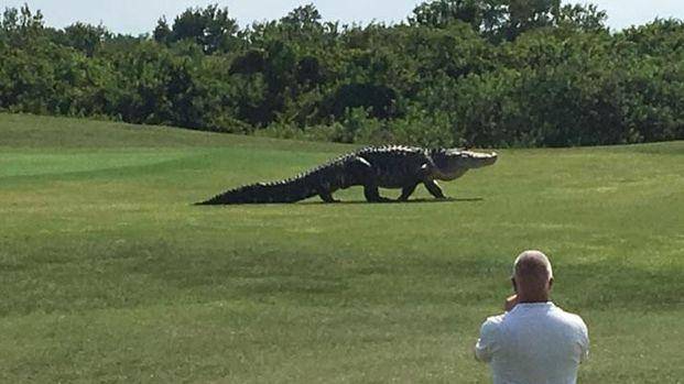 Un cocodrilo gigante sorprendió a un grupo de golfistas