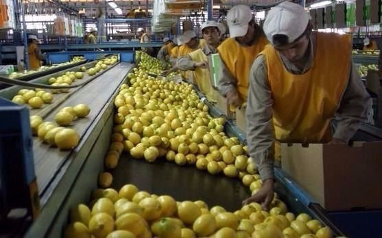 Estados Unidos anunció que permitirá la importación de limones argentinos 