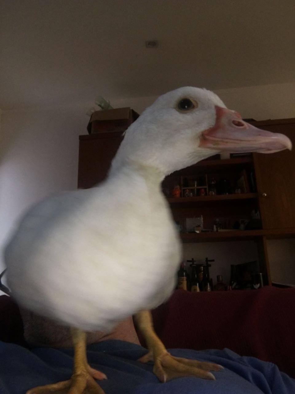 La historia del pato rescatado de un prostíbulo