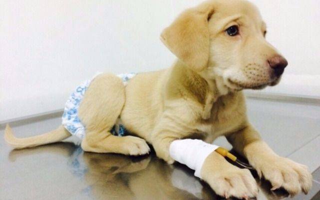 Impulsan un proyecto para crear Hospitales Veterinarios Públicos