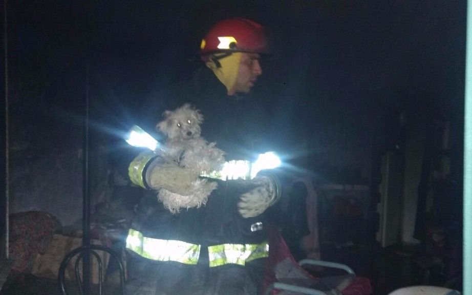 Bomberos rescató un caniche en medio de un voraz incendio en Berisso