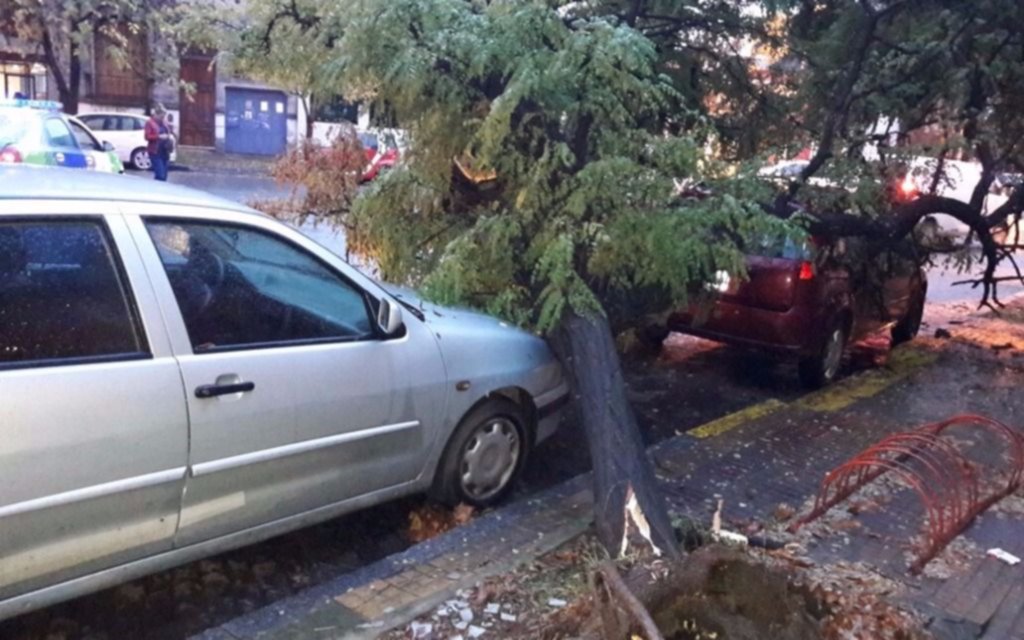  Un árbol caído generó complicaciones en 10 y 42 