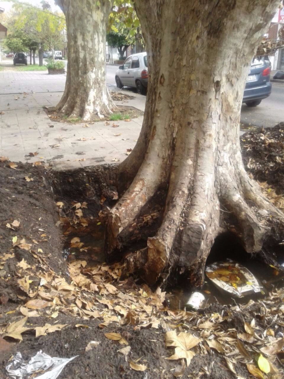 Vecinos de 70 entre 14 y 15 reclaman por veredas intransitables