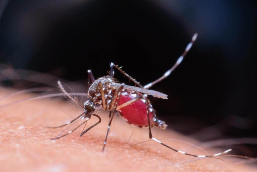 Zika: afirman que se tardó en detectarlo