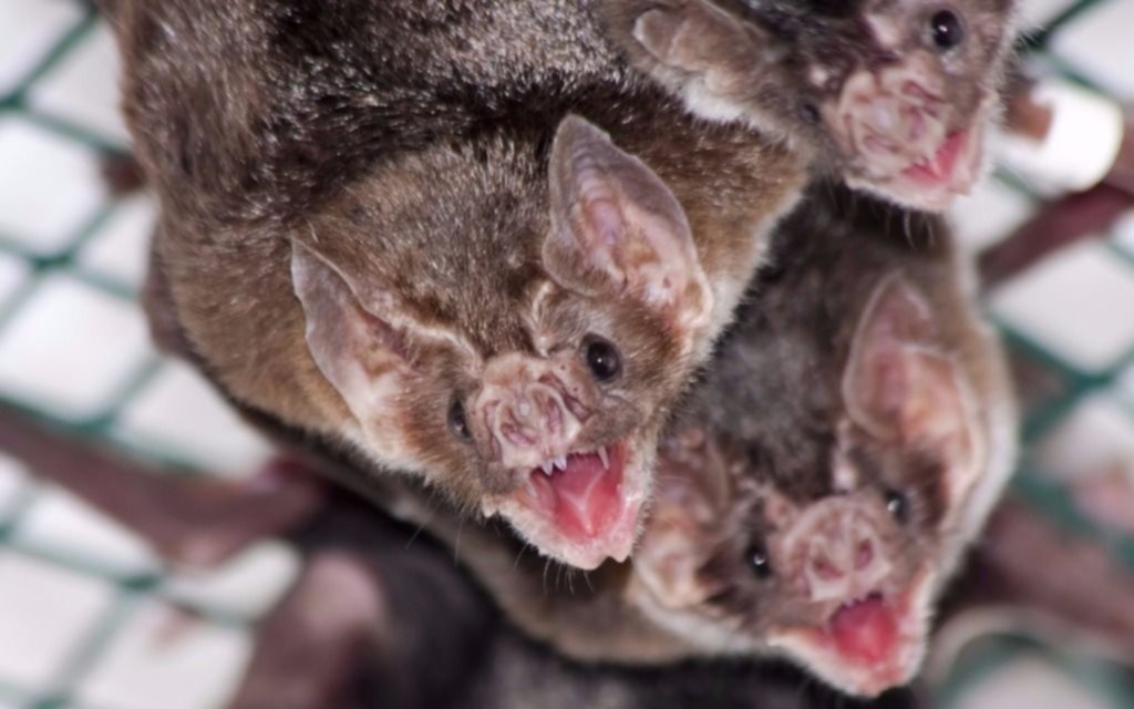 Los vampiros desarrollan las relaciones sociales para sobrevivir