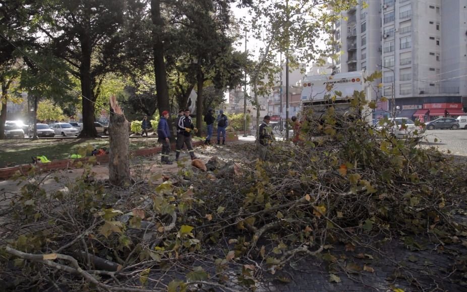 Revuelo en Plaza Italia: se partió un árbol y la calzada está reducida