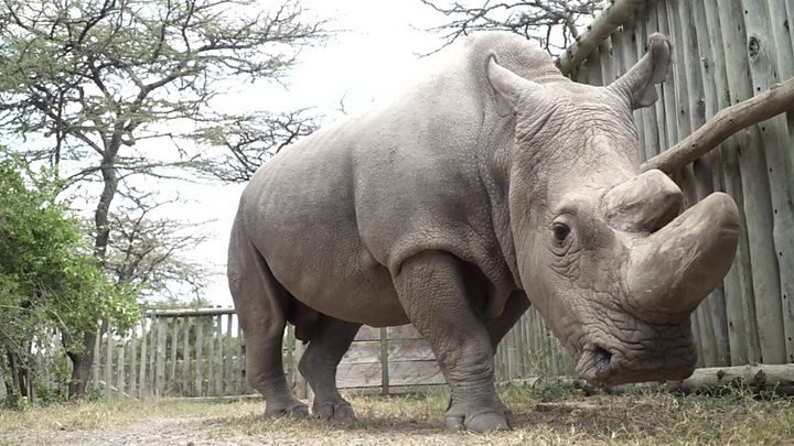 Último rinoceronte blanco del planeta acude a Tinder para conseguir una cita