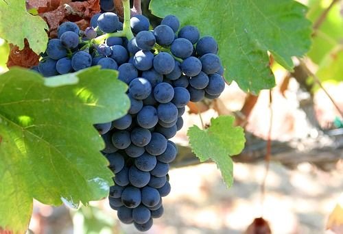 La uva syrah está tratando de resurgir en Argentina