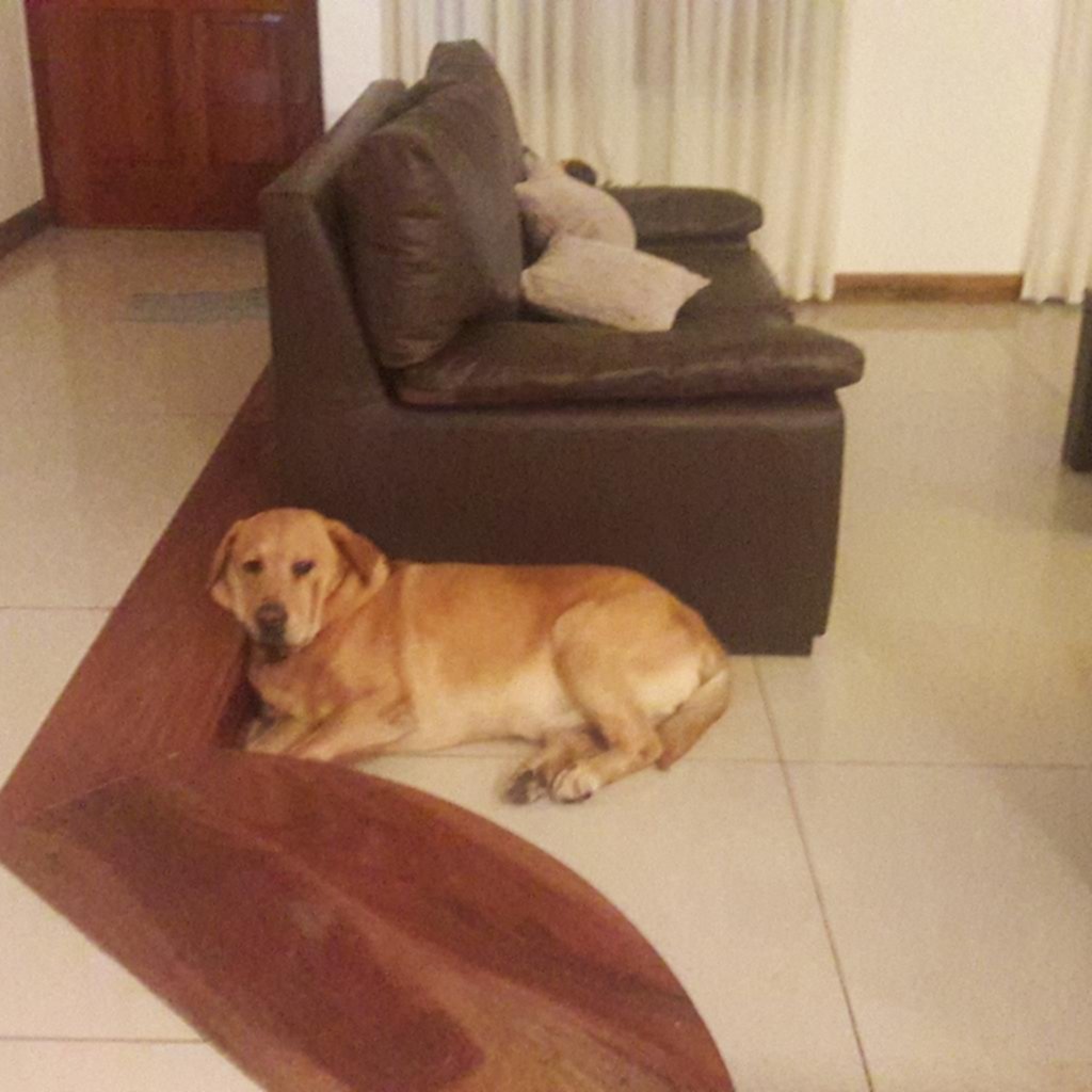 Rincón animal