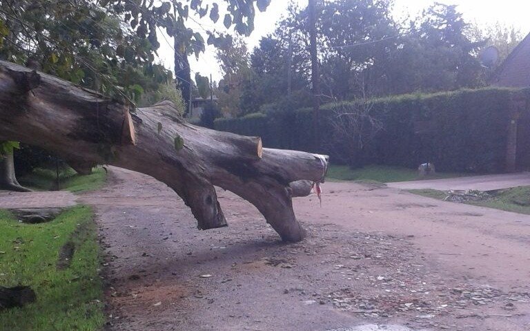 Árbol caído obstruye el paso en Villa Elisa