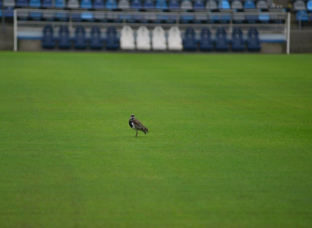 La cancha ayer estaba en condiciones