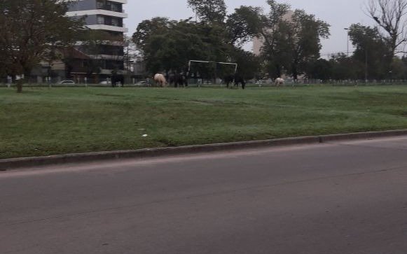 Caballos sueltos casi desencadenan un accidente en 120 y 69