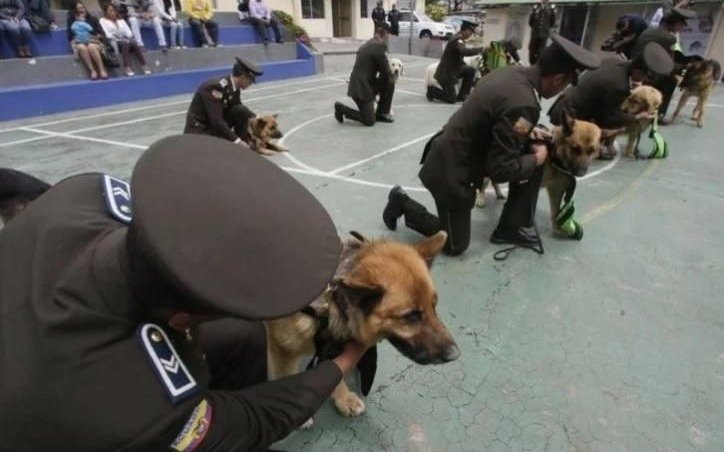 Un mar de lágrimas durante la jubilación de 61 perros policías