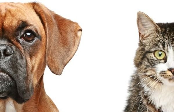 No es verso: los animales pueden recordar hechos pasados