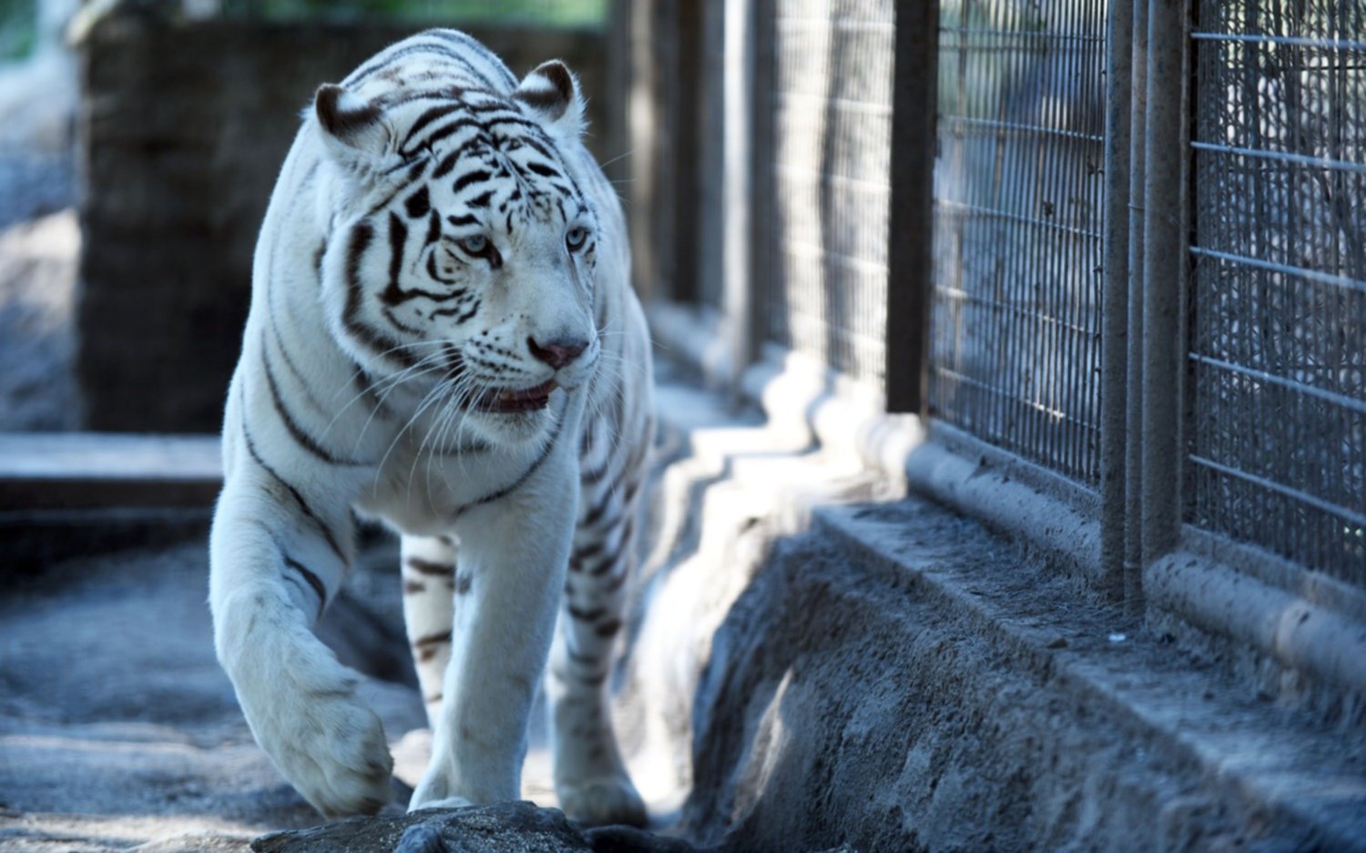 El zoo platense está de luto: murió Dhara, la tigresa blanca