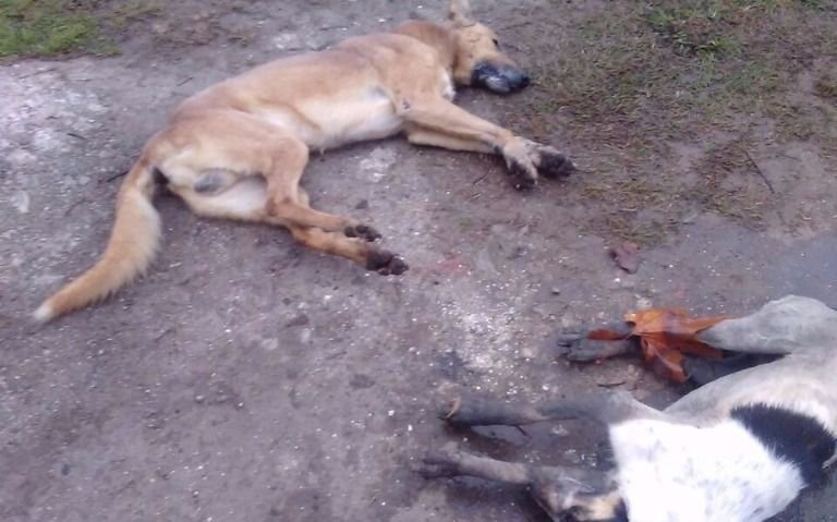 El Municipio interviene ante la aparición de animales muertos en Altos de San Lorenzo