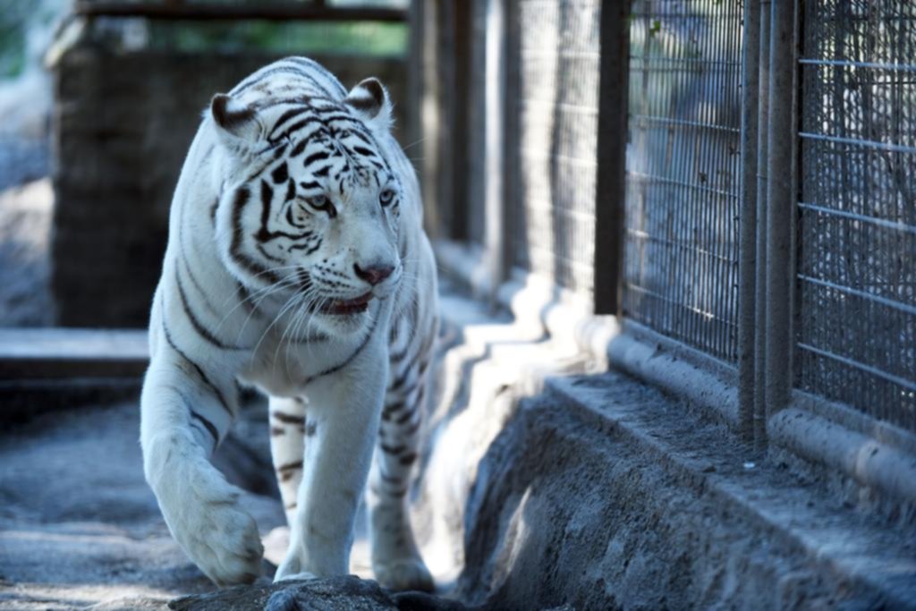 Golpe para el zoológico local por la muerte de la tigresa de Bengala tras un problema renal