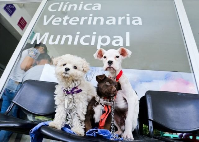 Permiten sacar turno en los caps para castrar mascotas