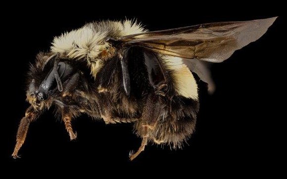 El abejorro Bombus affinis pasó a integrar la lista de especies en riesgo de extinción 
