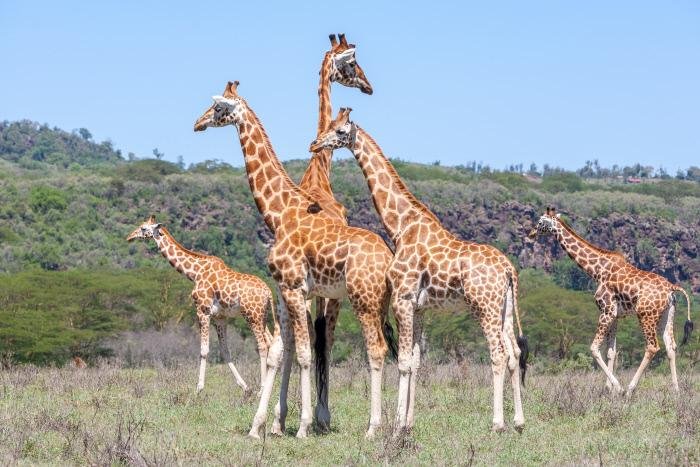 Las jirafas vuelven a sorprender a los científicos