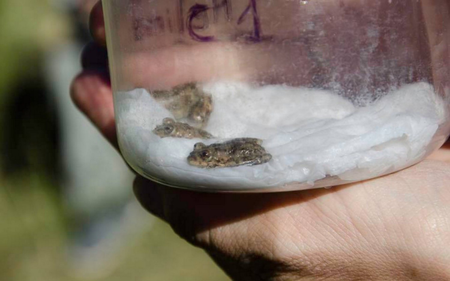 Investigadores de la UNLP salvan de la extinción a una especie de rana