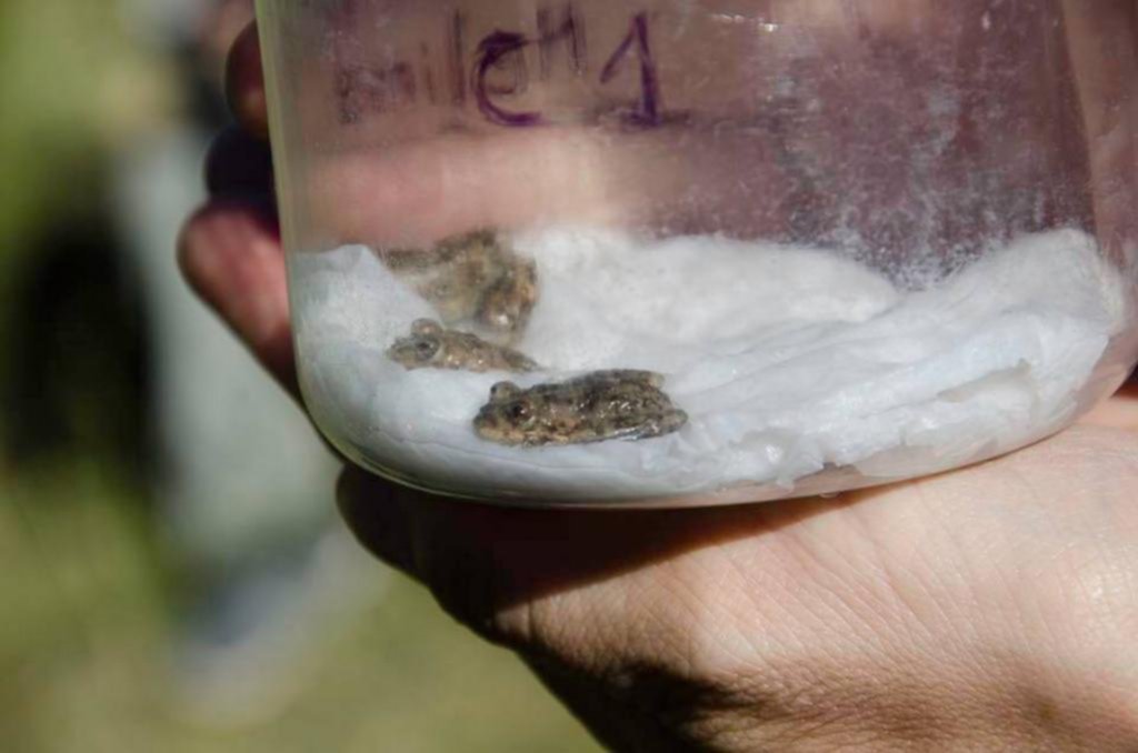 Científicos platenses logran salvar de la extinción a una rana única en el mundo