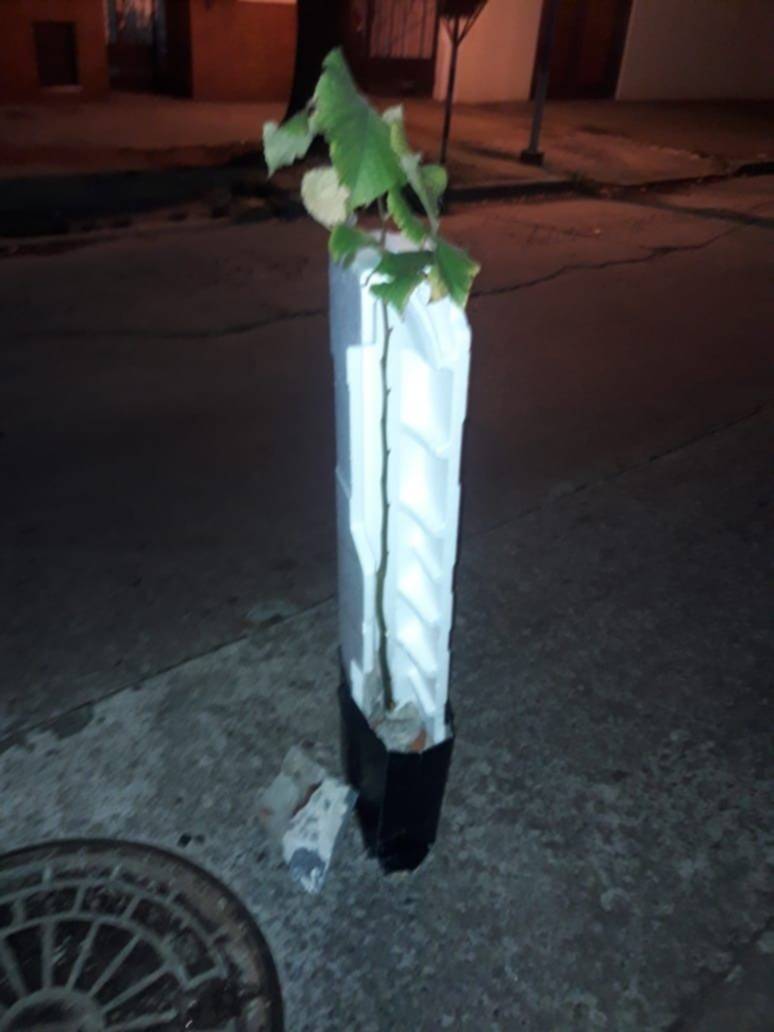 Vecinos de 36 y 10 plantaron un árbol en la calle y lo protegen 