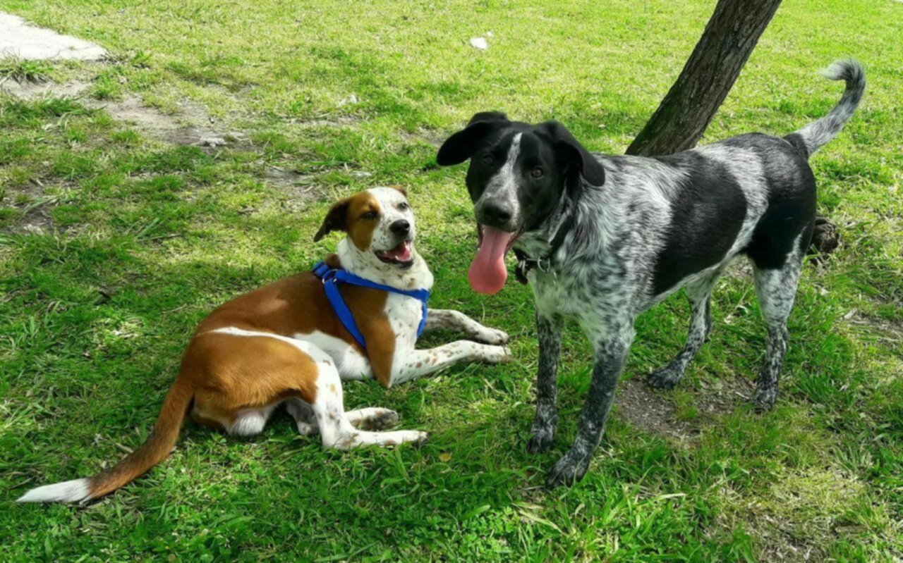 En Mar del Plata buscan desalentar la compra de mascotas y fomentar la adopción responsable