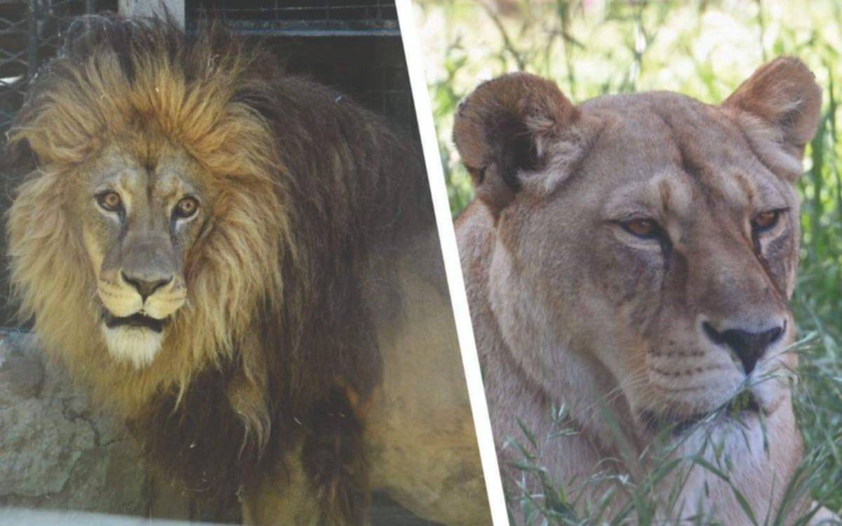 Los leones platenses Mansa y Melena ya disfrutan de su libertad en un santuario de Minnesota