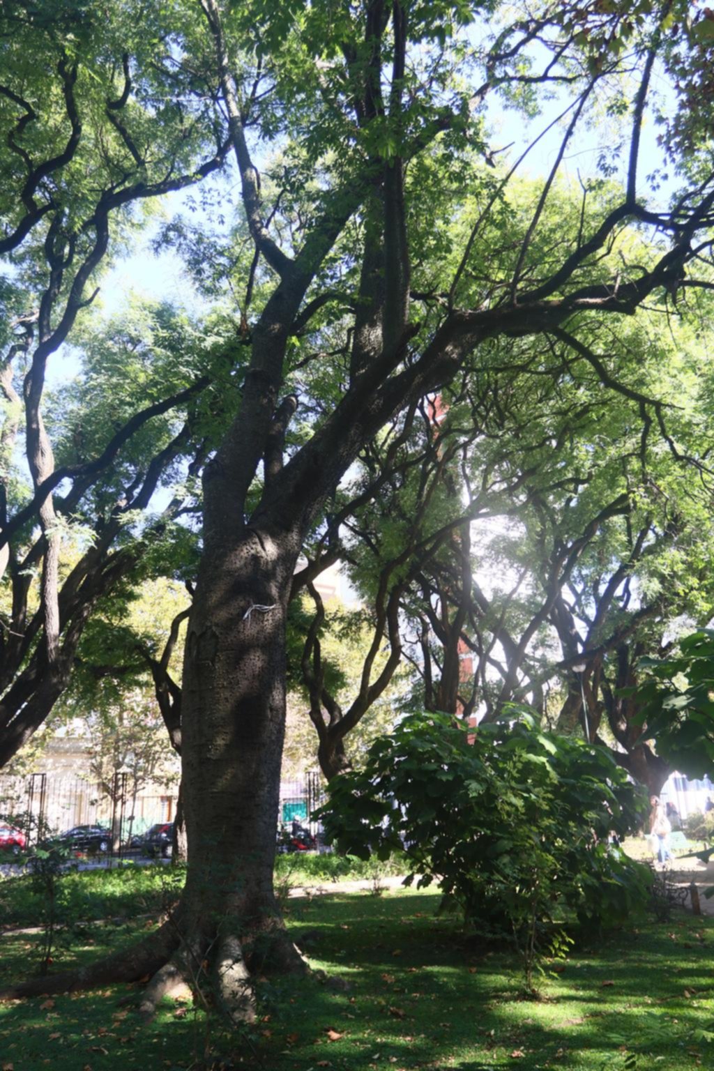 El arbolado urbano, indefenso frente a los cambios del clima