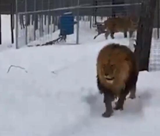 Los leones Mansa y Melena ya disfrutan de su libertad en un santuario de felinos