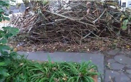 En Villa Elvira denuncian que su pedido de retirar residuos verdes ya cumplió un mes