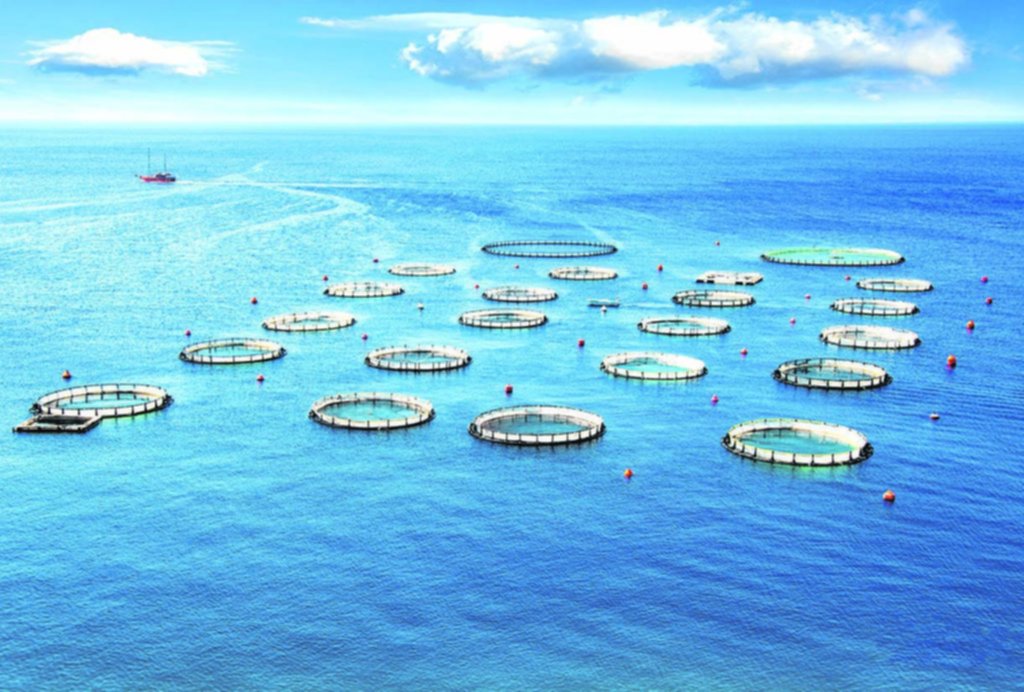 Polémica y alarma por avance de las salmoneras en el sur