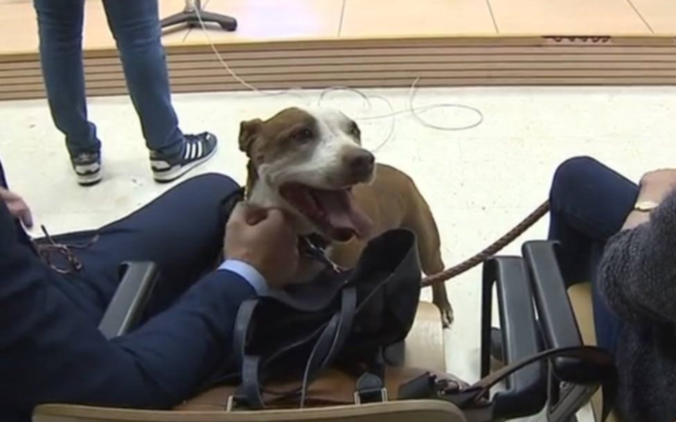 ¡Inédito! Una perra asiste como testigo a un juicio por maltrato animal