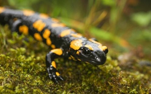 Advierten que casi el 40% de los anfibios está en peligro de extinción
