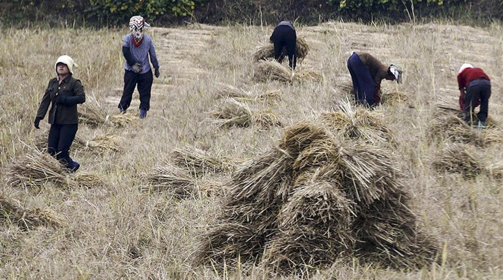 Norcorea, al borde de un desastre humanitario por la peor sequía de su historia