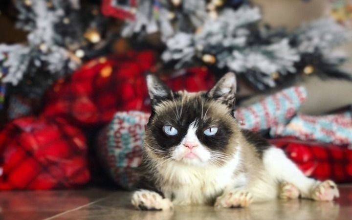Internet, de luto: murió Grumpy Cat, la gata más famosa 