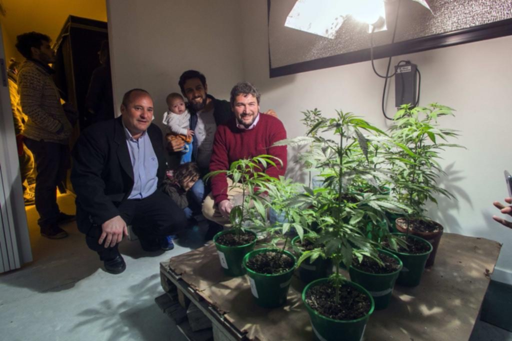Presentan los primeros estudios realizados con cannabis platense
