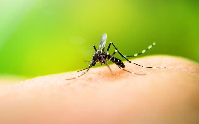 Detectaron en Catamarca un caso importado de dengue tipo 4, el más grave
