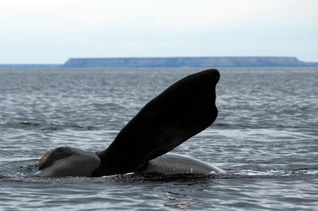 Ballenas y orcas se sumaron a los atractivos de las costas de Río Negro