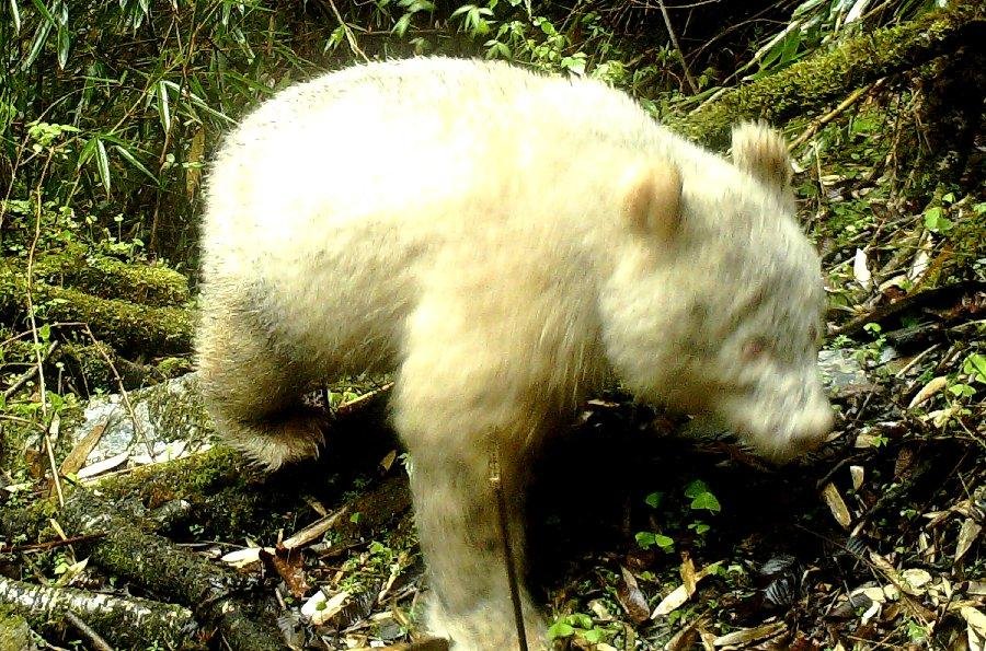 Registran por primera vez a un oso panda albino