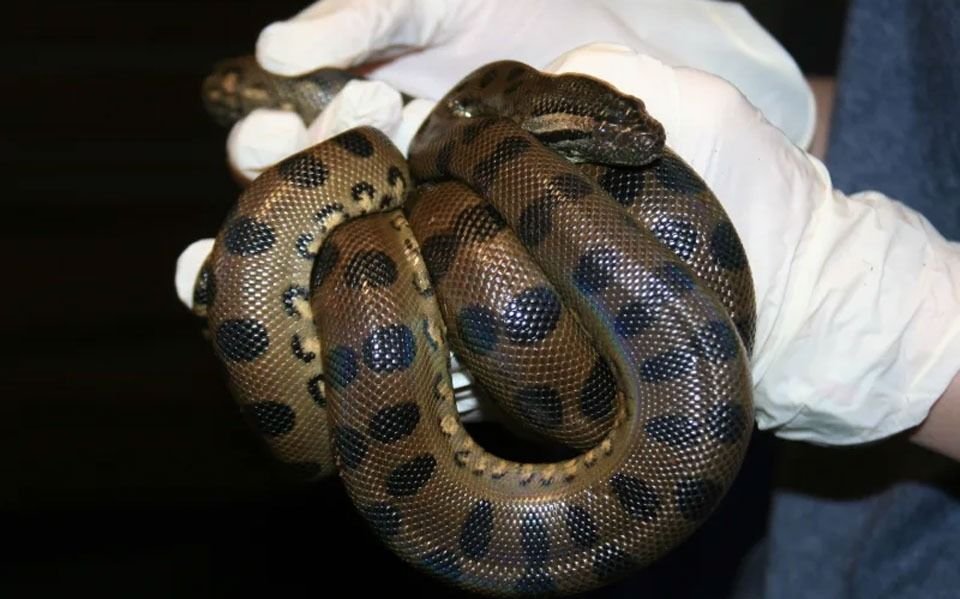 Increíble: una anaconda logró reproducirse sin la intervención del macho