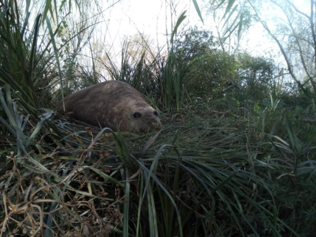 Buscan a un elefante marino que fue visto en Berisso
