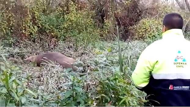 Encontraron al elefante marino perdido en Berisso y esperan que pueda regresar a su hábitat