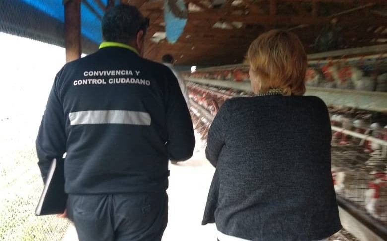 Clausuraron una granja avícola de Villa Elisa por falta de higiene