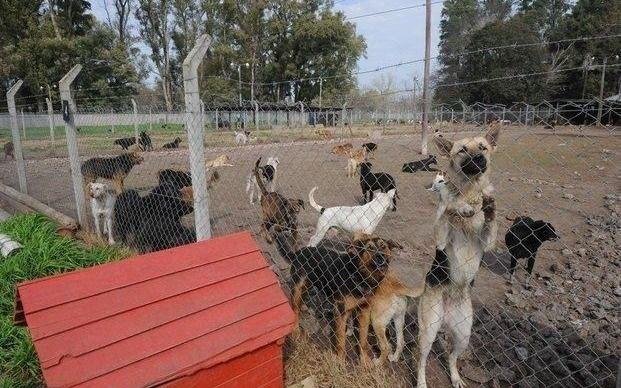 Piden alimento para poder darle de comer a más de 600 perros en el hogar Titucha