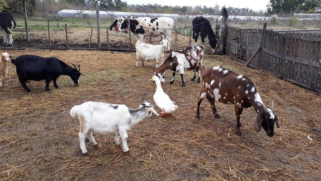 Lanzan una novedosa manera de ayudar a un refugio de animales