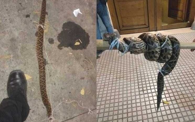 ¡Increíble! Hallan en Retiro a un hombre convulsionando con una yarará muerta a su lado