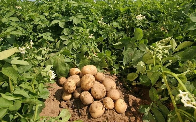 Balcarce en alerta: peligra la cosecha de varias toneladas de papa